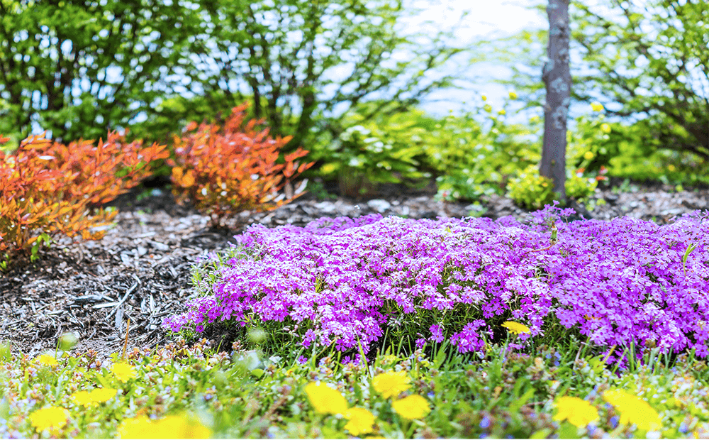 Dammann's Garden Company – Groundcover Plants That Thrive in the